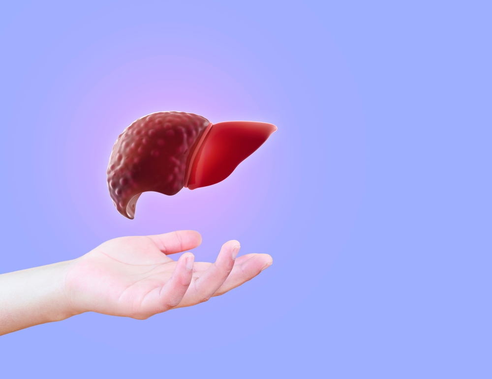 Concept of effective treatment of liver cirrhosis. The doctor's hand shows the liver in poor condition. Isolated on a light violet background
