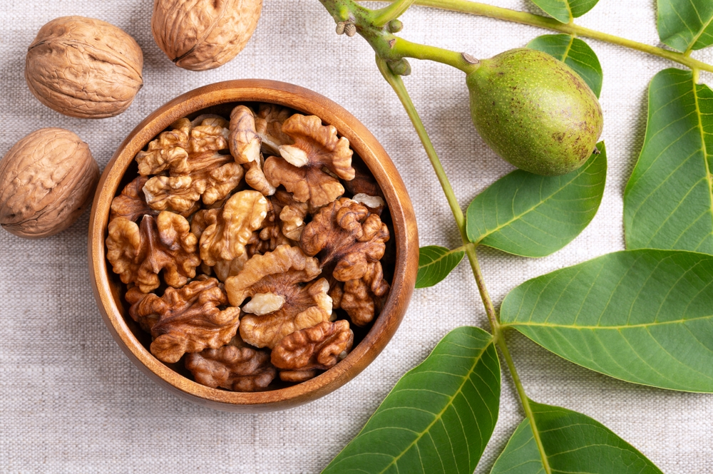 Walnut halves in a wooden bowl on linen fabric. Shelled, dried walnut kernels, ripe seeds of the common walnut tree. With dried nuts in their shells, and a tree branch with unripe nut in green husk.