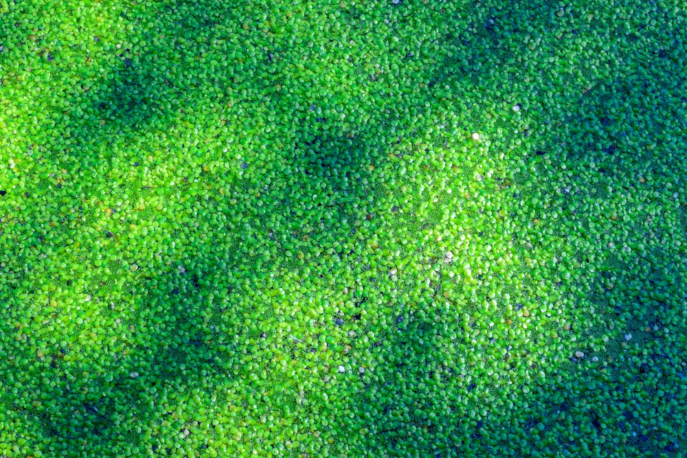 Spotless watermeal, rootless duckweed Wolffia arrhiza and duckweed Lemna turionifera in a stagnant freshwater pond
