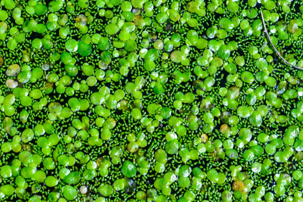 Spotless watermeal, rootless duckweed Wolffia arrhiza and duckweed Lemna turionifera in a stagnant freshwater pond
