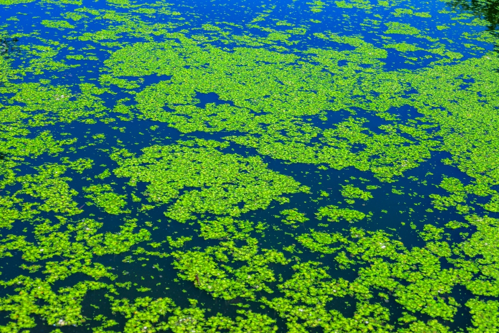 Spotless watermeal, rootless duckweed Wolffia arrhiza and duckweed Lemna turionifera in a stagnant freshwater pond
