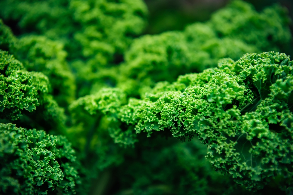 Growing Kale green cabbage, curly kale, on a farm for business, in the fields. Deep green natural background, selective focus, copy space.