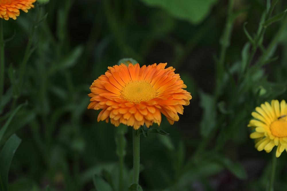 Bright flowers of calendula (Calendula officinalis), growing in the garden. Calendula medicinal plant petals, herb leaves.