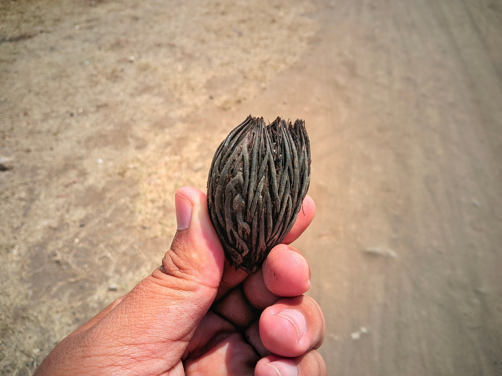A close-up of a hand gently holding a dry betel nut, showcasing the nut's textured surface and earthy brown tones, with a natural background for contrast.