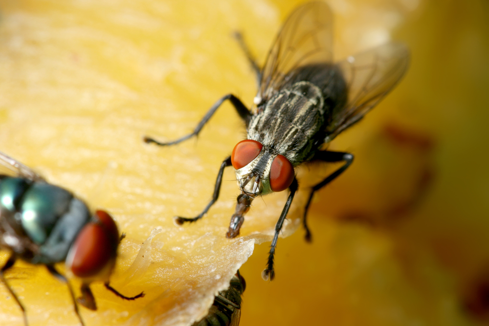 Blow Flies eating their food.