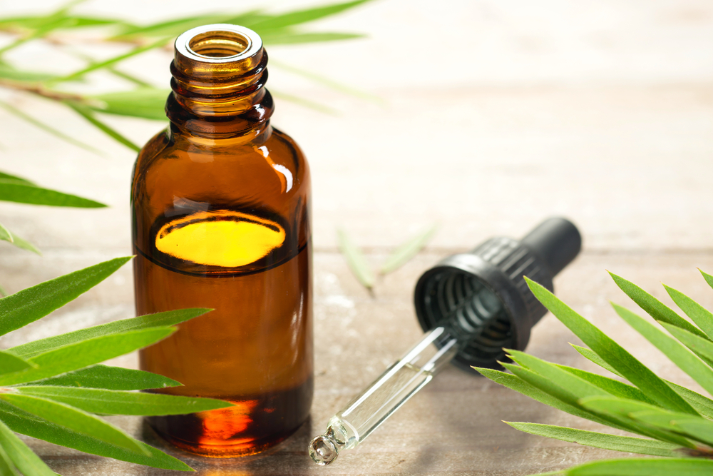 tea tree oil in the amber glass bottle and fresh tea tree leaves