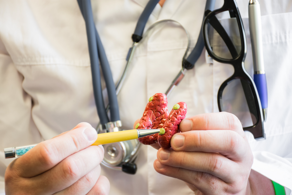Doctor in white lab coat points on parathyroid glands in anatomic model of thyroid gland. Concept photo for training in anatomy and biology or visualization of parathyroid abnormality or pathology