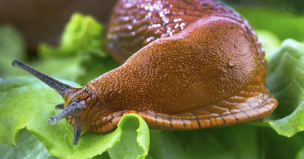 Man Ate a Slug After Being Dared by His Friends Leading to a Tragic End - Featured image