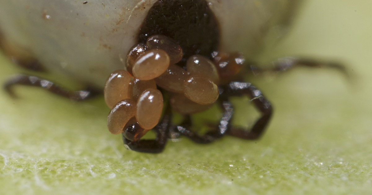 How to Safely Remove and Dispose of Tick Eggs from Your Home and Yard