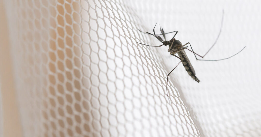 How to Make an Effective Mosquito Traps with Everyday Items - Featured image