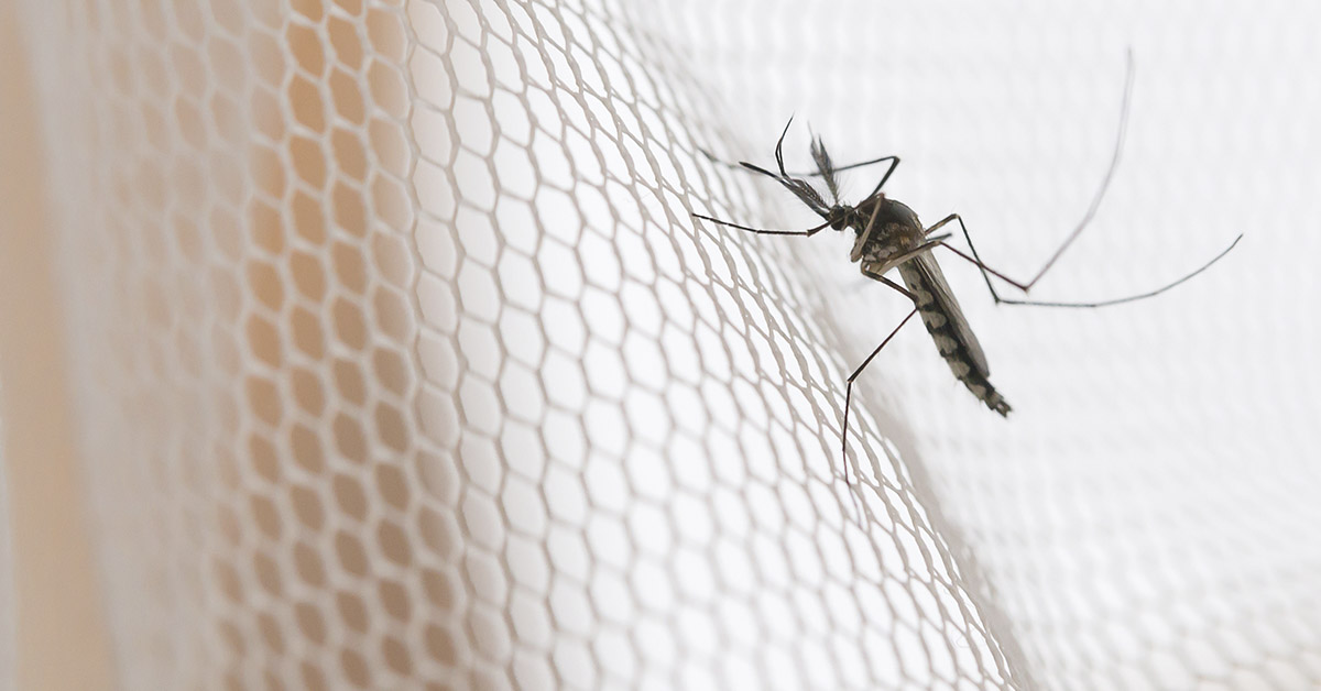 How to Make an Effective Mosquito Traps with Everyday Items