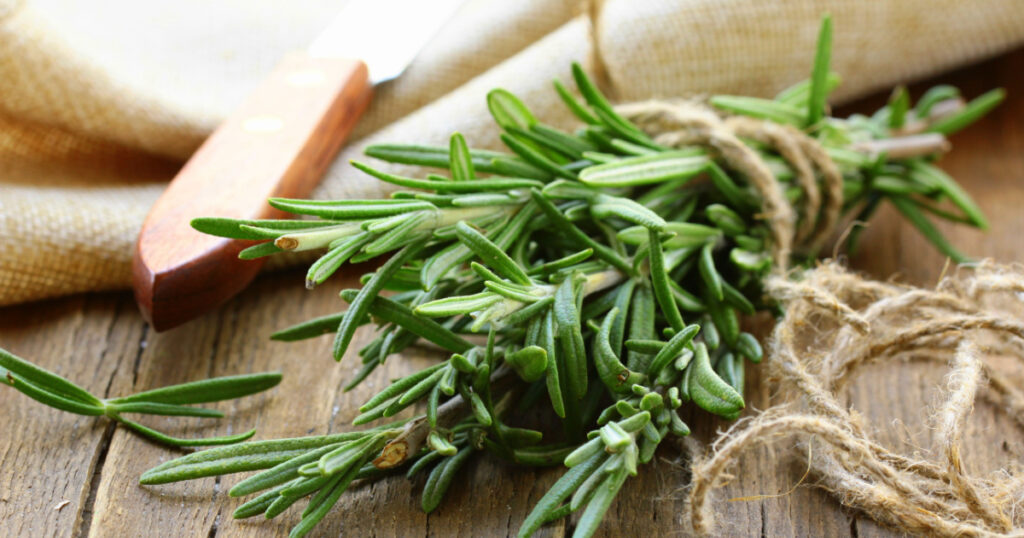 Organic bunch of fresh rosemary on the table