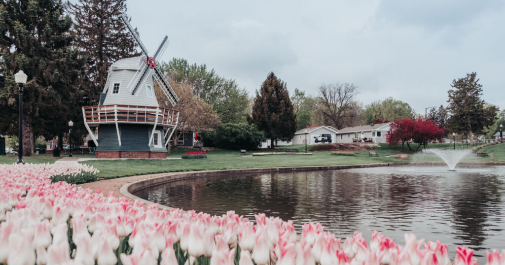 Pink tulips around a pond with a Dutch windmill and other beds of tulips and spring trees in the Sunken Gardens Park in Pella, Iowa in the spring time.