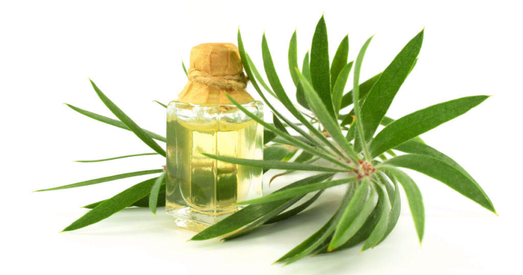 Melaleuca (Tea Tree) Essential Oil Isolated on White Background.