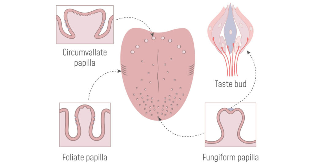 A cross‐sectional view of the lingual gustatory papillae and taste buds of the tongue. Gustatory Anatomy.