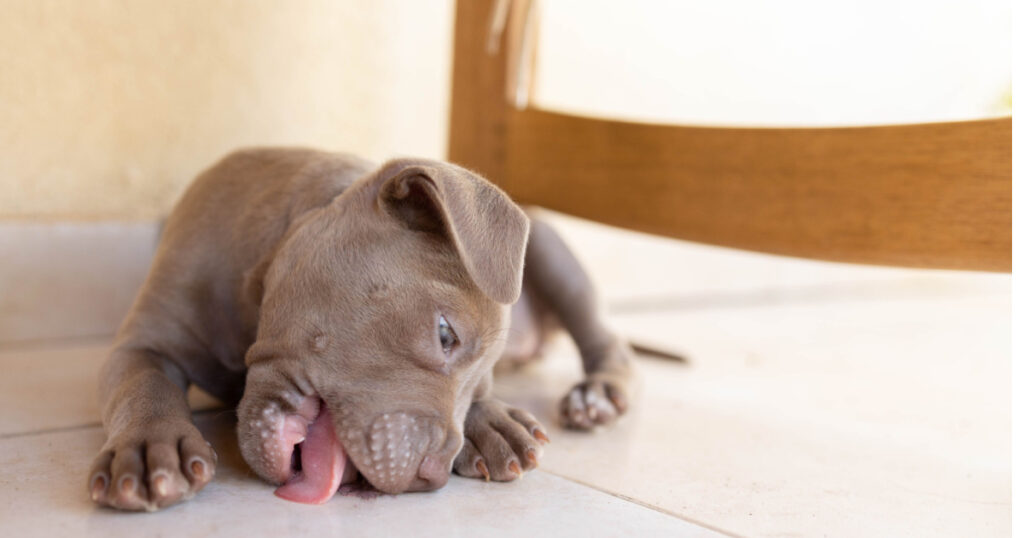 A puppy dog licks the floor