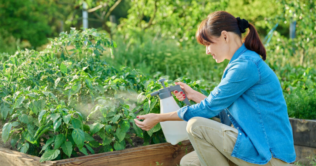 Gardener woman with spray gun spraying sweet bell pepper plant in garden