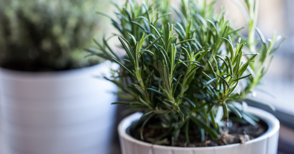 Rosemary in white pot with other white pot herb as background