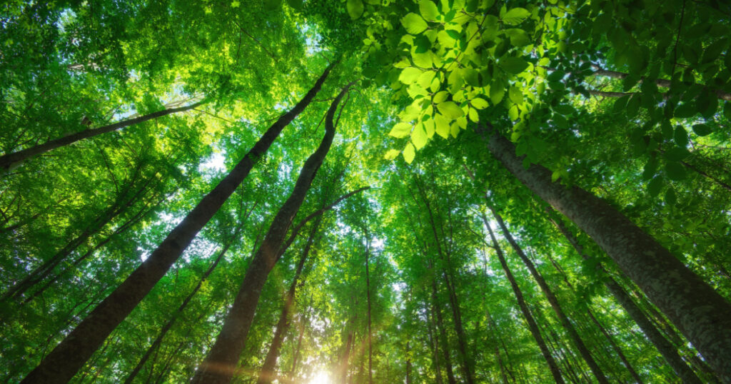 Into the forest. Nature composition.