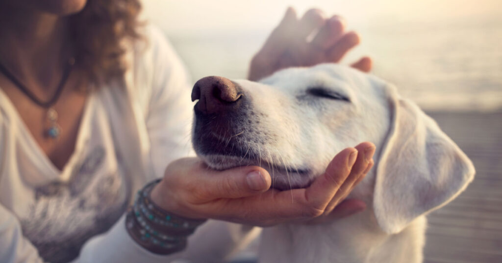 owner caressing gently her dog