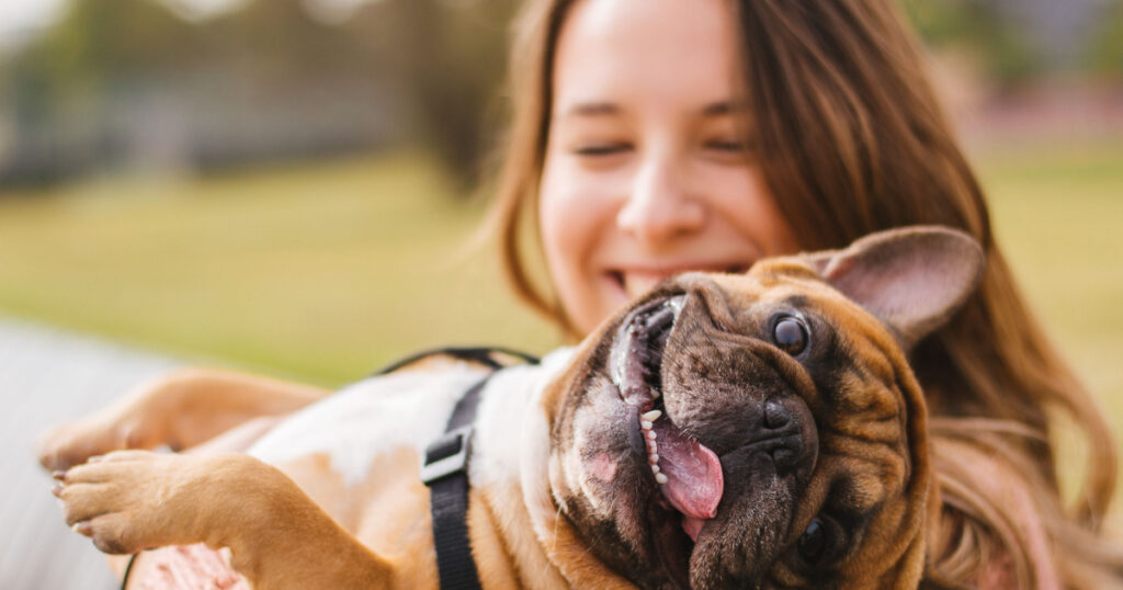 Little dog with owner spend a day at the park playing and having fun