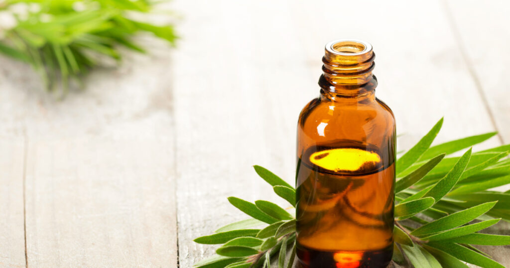tea tree oil in the amber glass bottle and fresh tea tree leaves