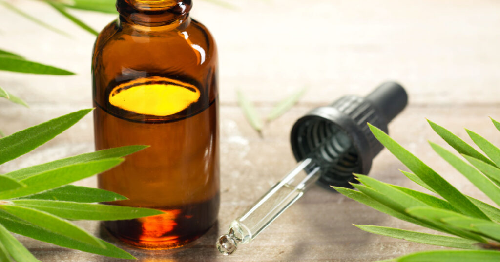 tea tree oil in the amber glass bottle and fresh tea tree leaves