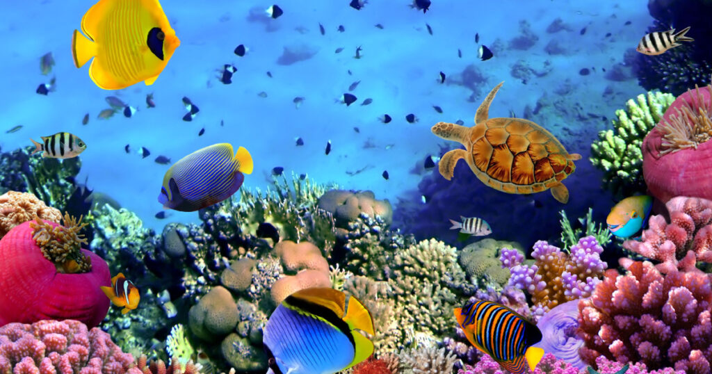 Photo of a coral colony, Red Sea, Egypt
