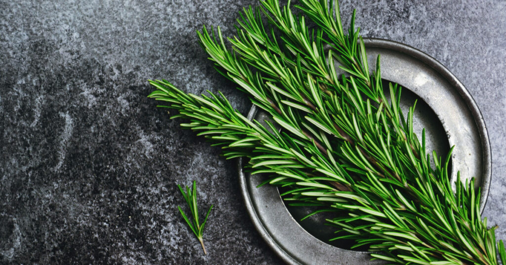 Fresh rosemary herb on the dark background. Top view rosemary