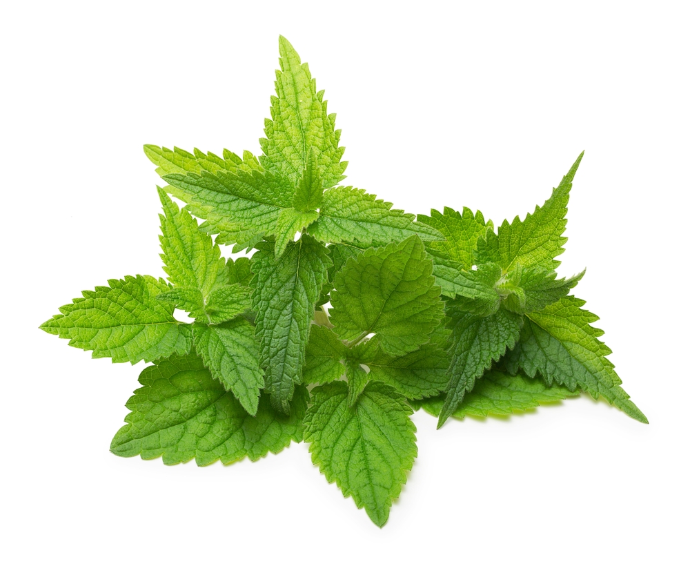 Nettle isolated on white background