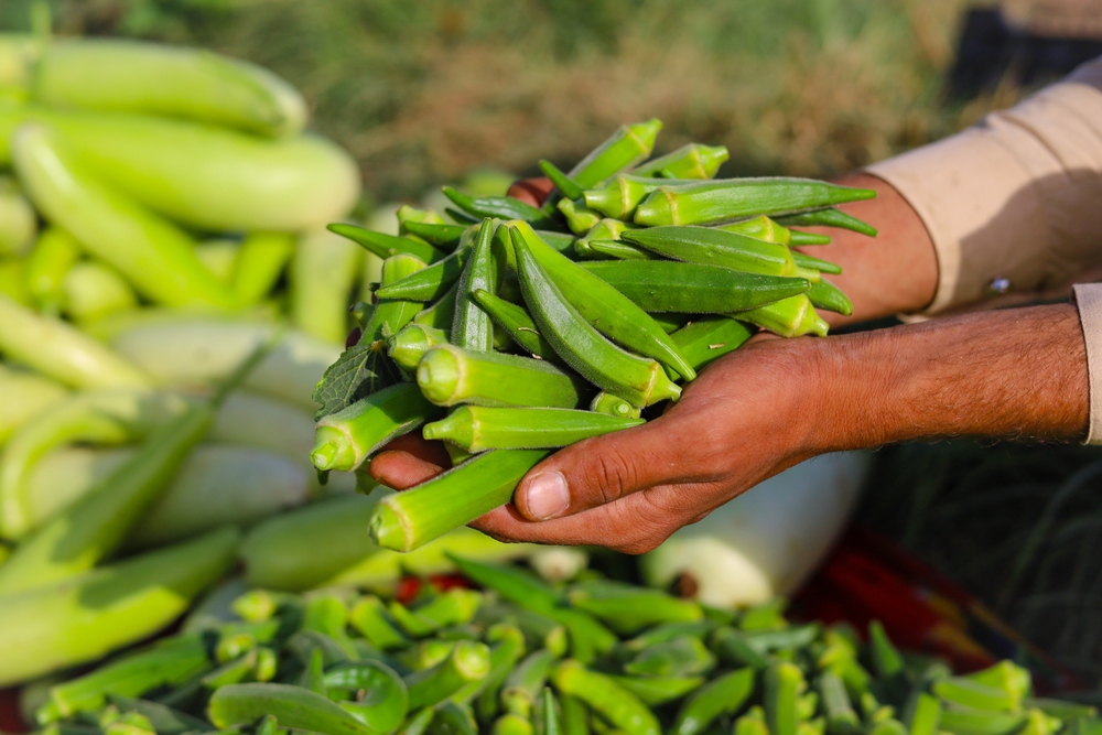 Close up of ladyfingers vegetable on hand. Close up of Okra .Lady fingers. Lady Fingers or Okra vegetable on hand in farm. Plantation of natural okra.Fresh okra vegetable. Lady fingers field.
