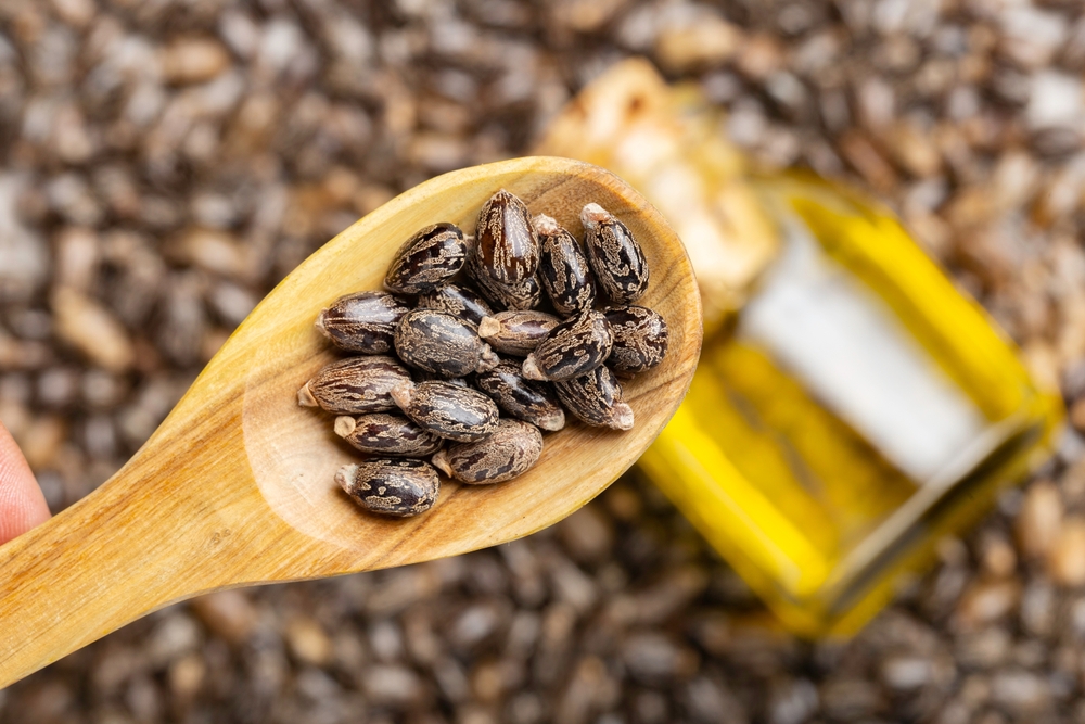 castor oil spoon seeds, top view image.