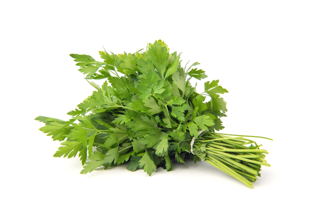 Fresh green parsley bunch on white background.
