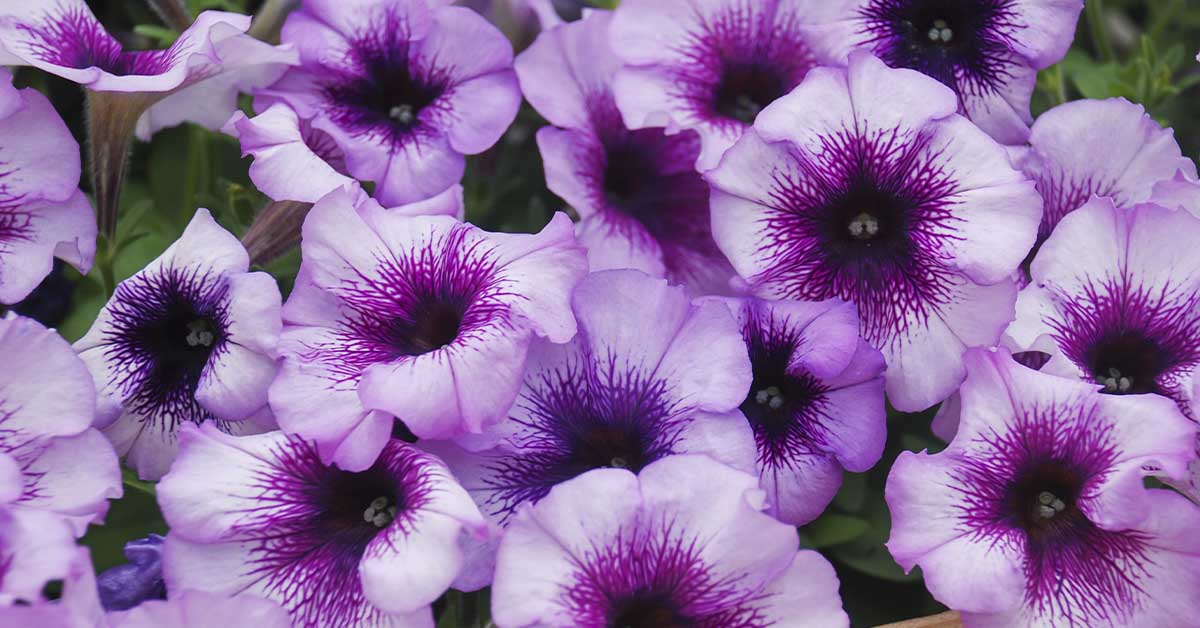 Glow-In-the-Dark Flowers Are a Thing: Meet the Firefly Petunia