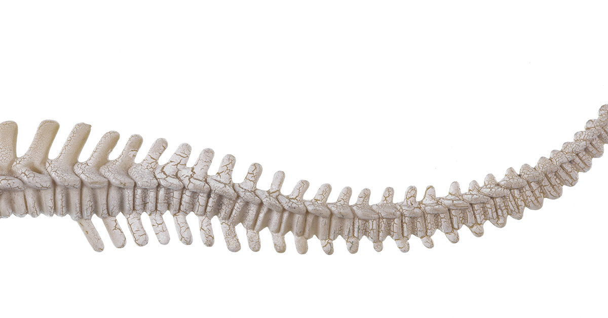 Scientists Have Finally Figured Out Why Humans No Longer Have Tails