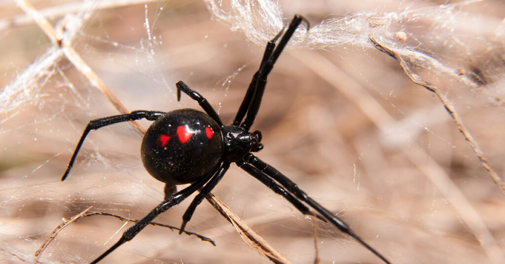 Wildlife Enthusiast Lets Black Widow Bite Him on Purpose to Debunk Myths Surrounding the Arachnid - Featured image