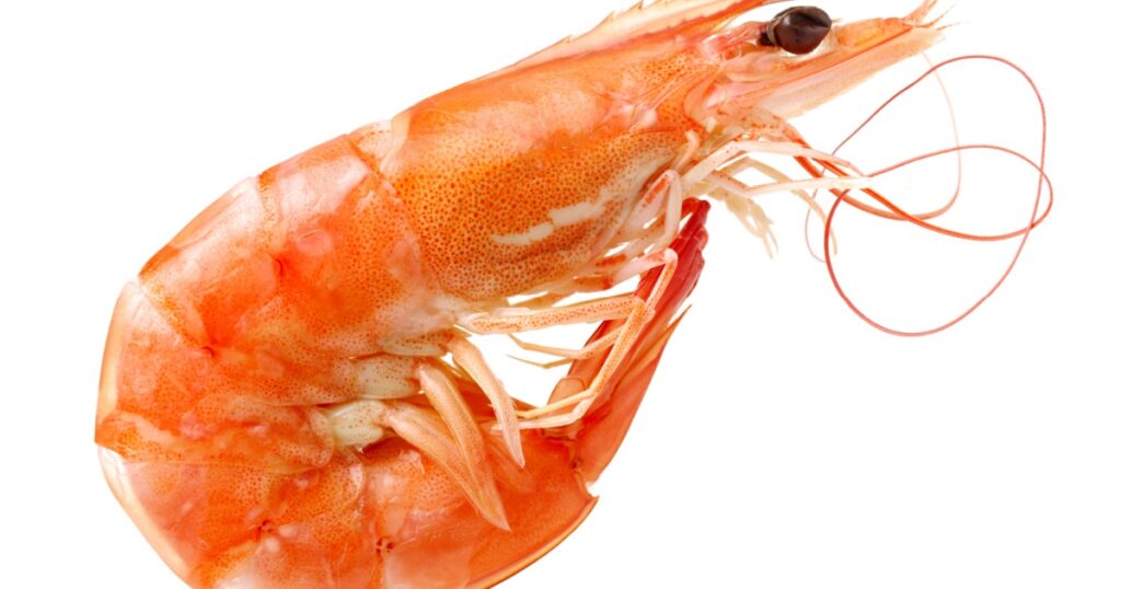 shrimps on a white background