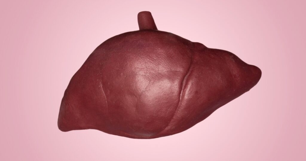 A human liver. Part of anatomy human body