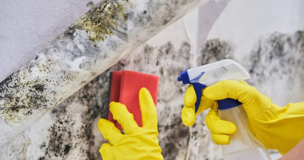 Housekeeper's Hand With Glove Cleaning Mold From Wall With Sponge And Spray Bottle