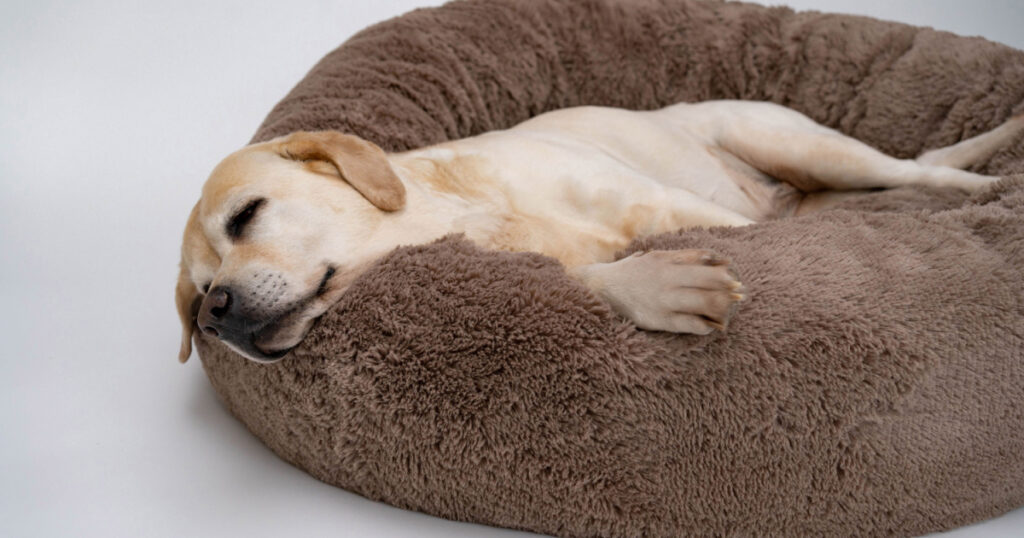 A cute yellow Labrador is lying on the dog bed. Light background. The dog sleeps on the Plush Fleecy Pet Cave