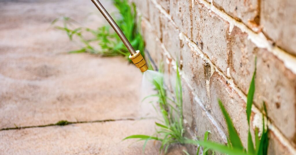 Spraying weed killer herbicide to control unwanted plants and grass on a backyard. House building exterior
