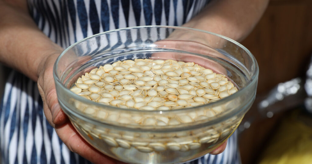 Pump;kin Seeds Cleaned Washed Soaked Activated Prepared in water before Planting Soaking Seeds with Gardening Closeup Agriculture Healthy Food Concept