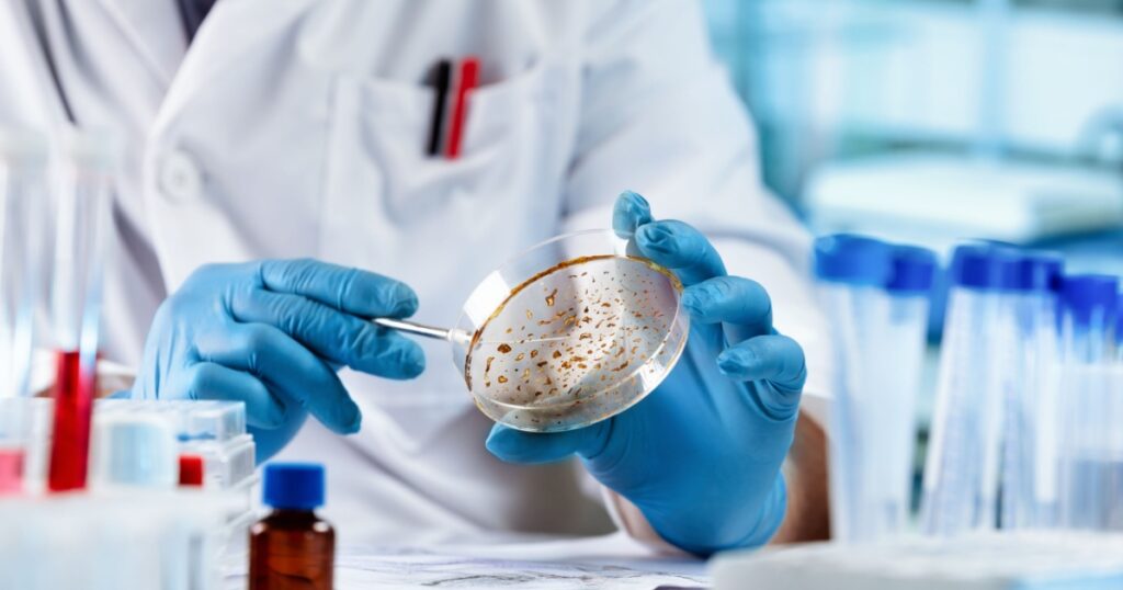 Lab technician researching with petri plate for analysis in the laboratory microscope. Microbiologist working and examining mold and fungal cultures in petri dishes in the microbiology laboratory