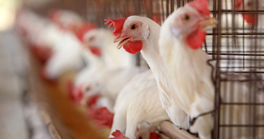 Bastos - SP Granja de chicken confined egg producer