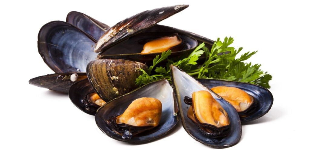 mussels isolated on white background