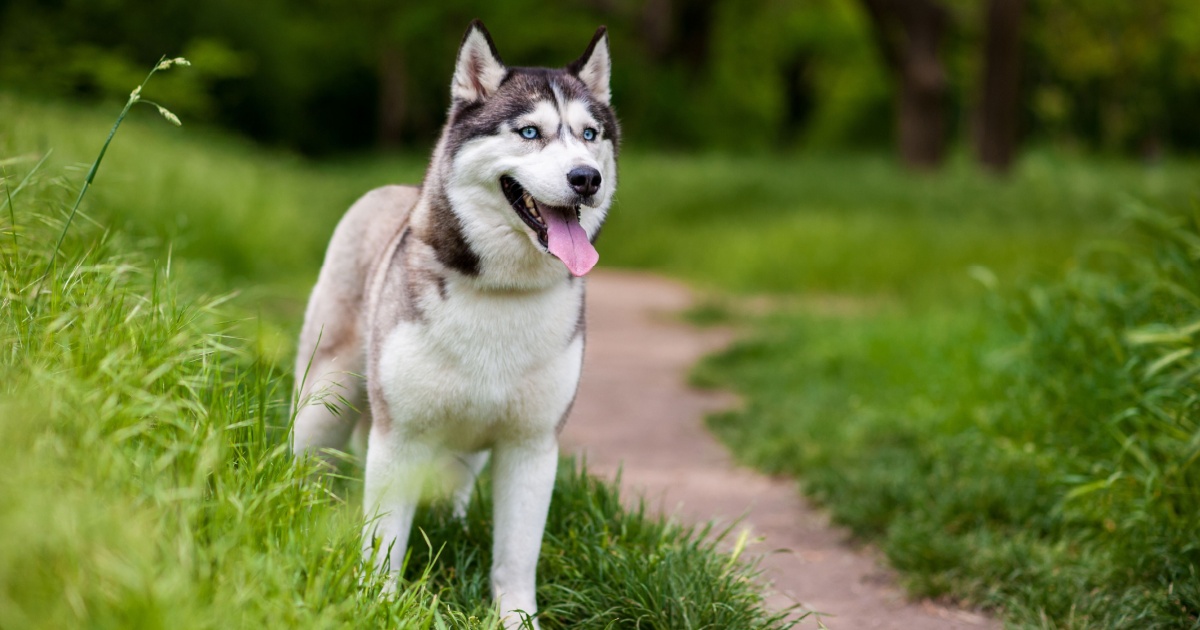 Dog Owner Claims Her Husky Sniffed Out Her Cancer 3 Times