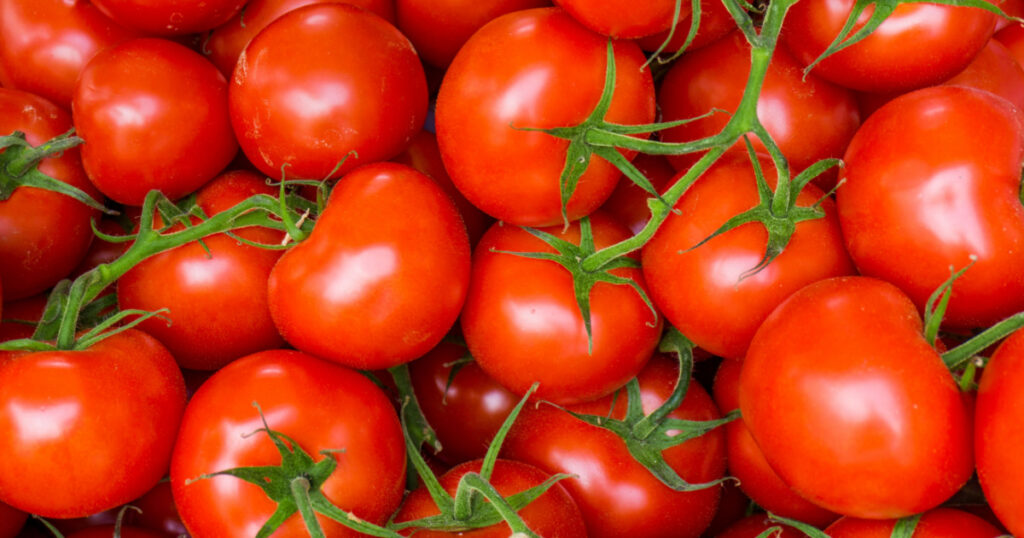 red tomatoes background. Group of tomatoes