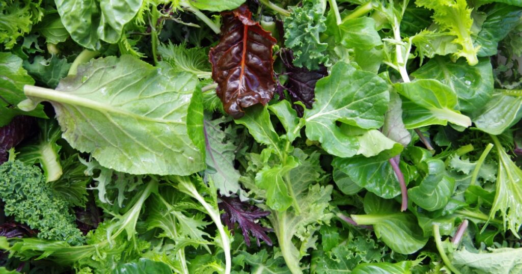 Fresh mixed salad field greens piled closeup view

