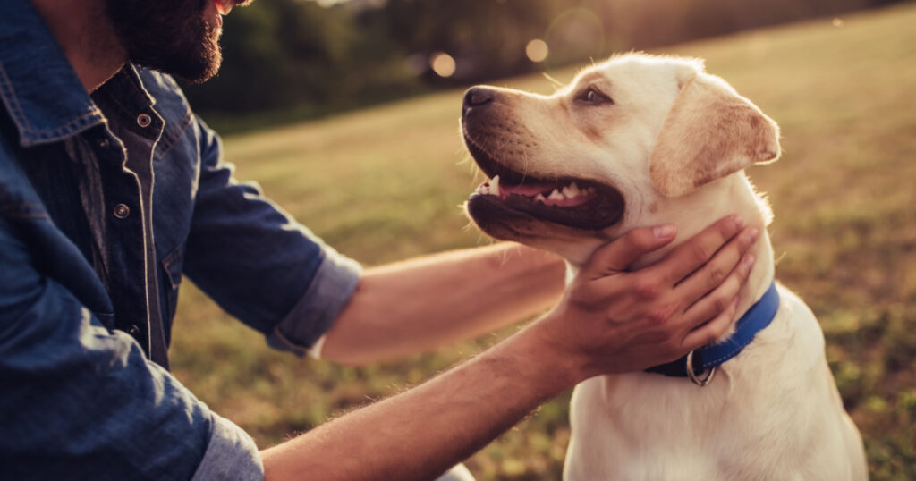 Cropped image of handsome young man with labrador outdoors. Man on a green grass with dog. Cynologist