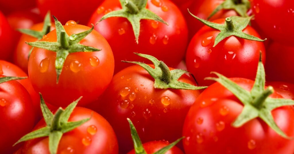 photo of very fresh tomatoes presented on white background